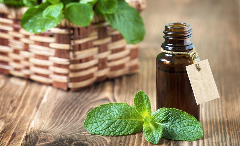 Buy Satthwa Organic Peppermint Essential Oil for Aromatherapy & Wellness